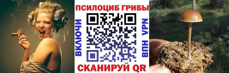 ссылка на мегу ССЫЛКА  купить наркоту  Нижнекамск  Псилоцибиновые грибы Psilocybine cubensis 